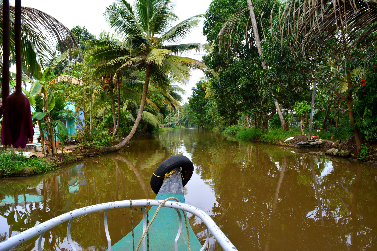 Canal with trees on both sides and an arching coconut palm tree leaning into the canal on the left side visible from inside a boat