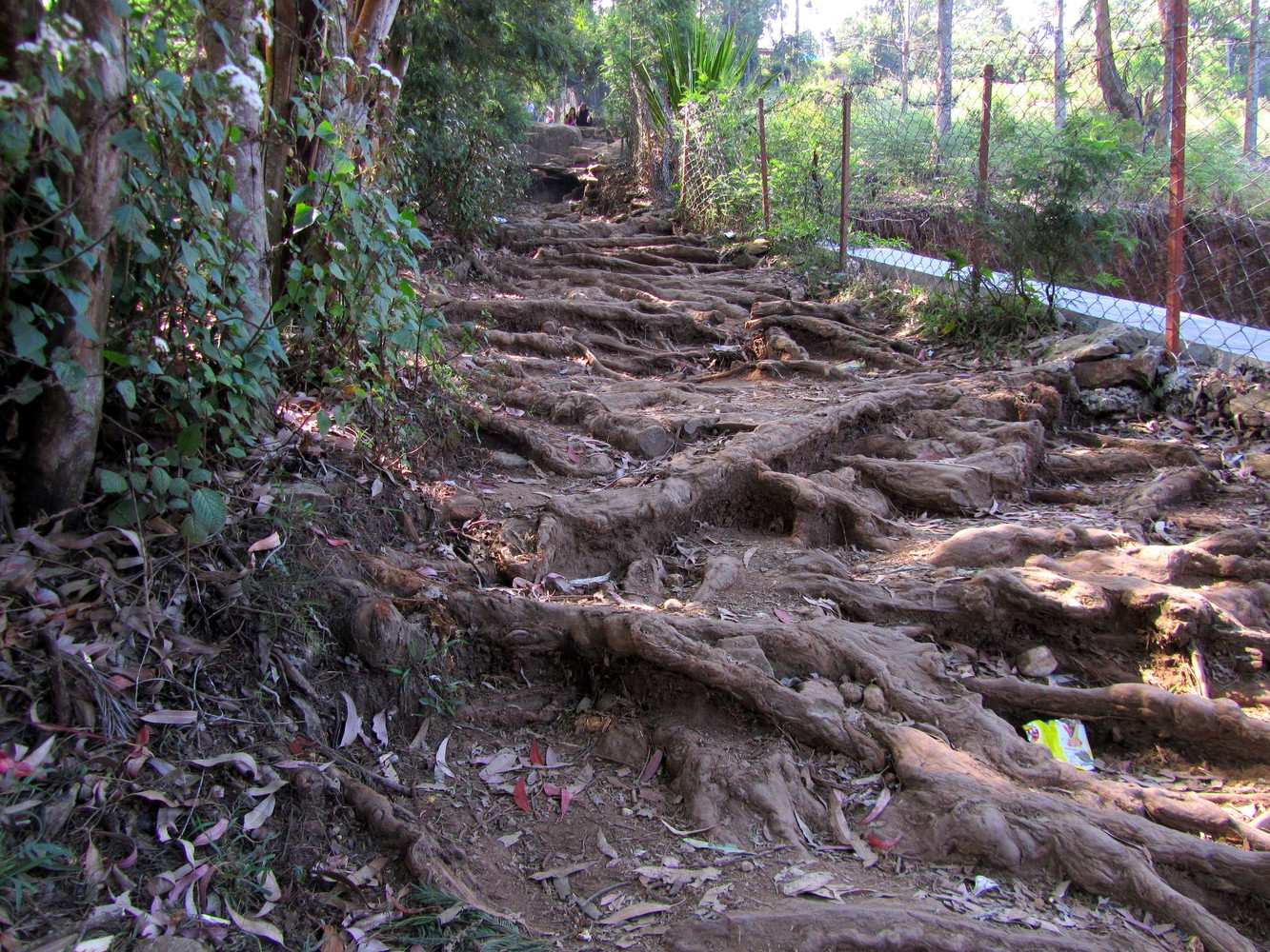 A network of roots of trees that form a natural staircase