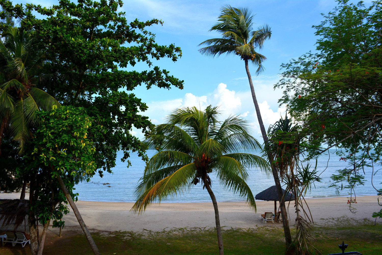 Sea beach with deck chairs under a thatched umbrella, coconut palm trees, and other trees