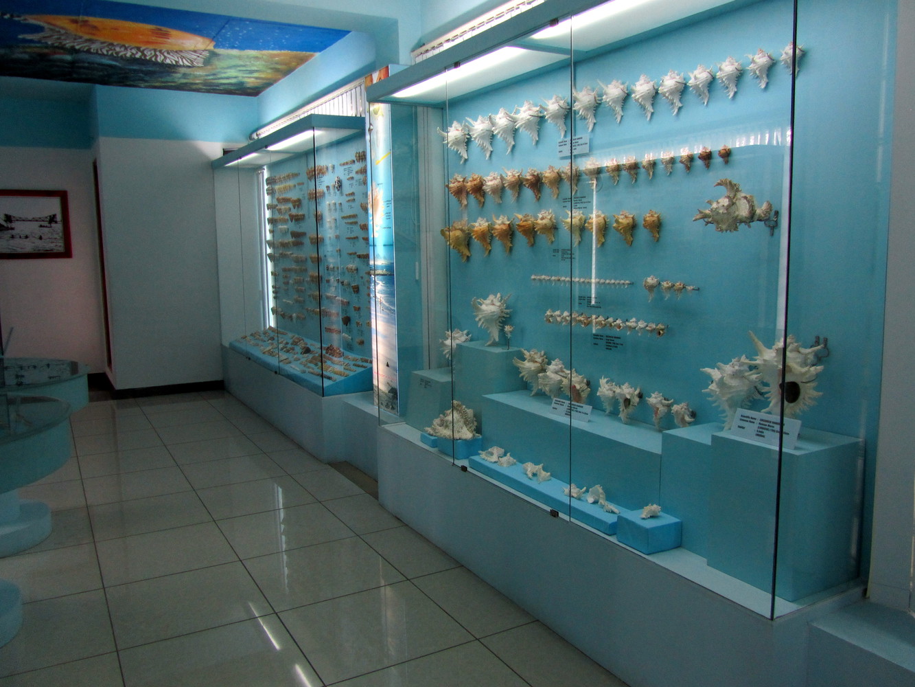Shells on display at India Seashell Museum