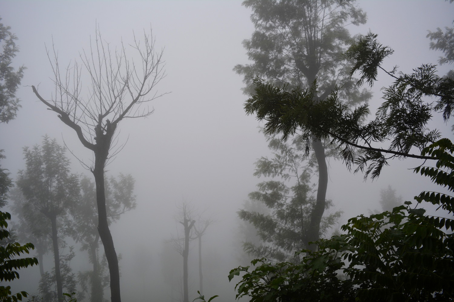 Trees covered in dense fog