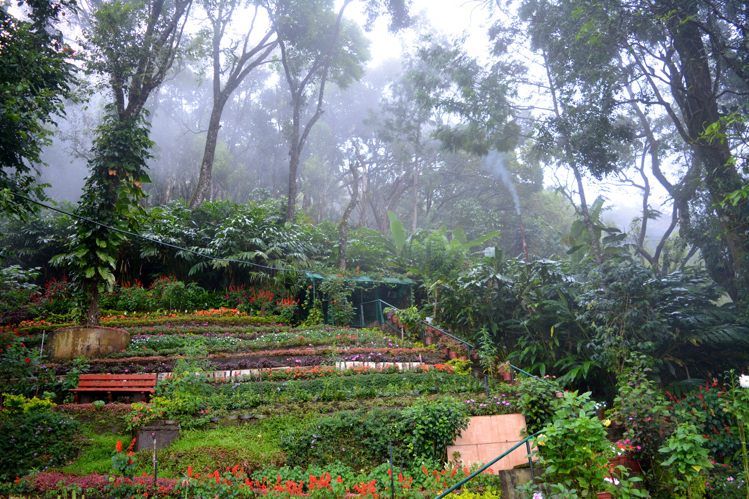 A garden of flowers at the bottom, tall trees covered in mist at the top, and a staircase to climb this garden along the slope of a hill