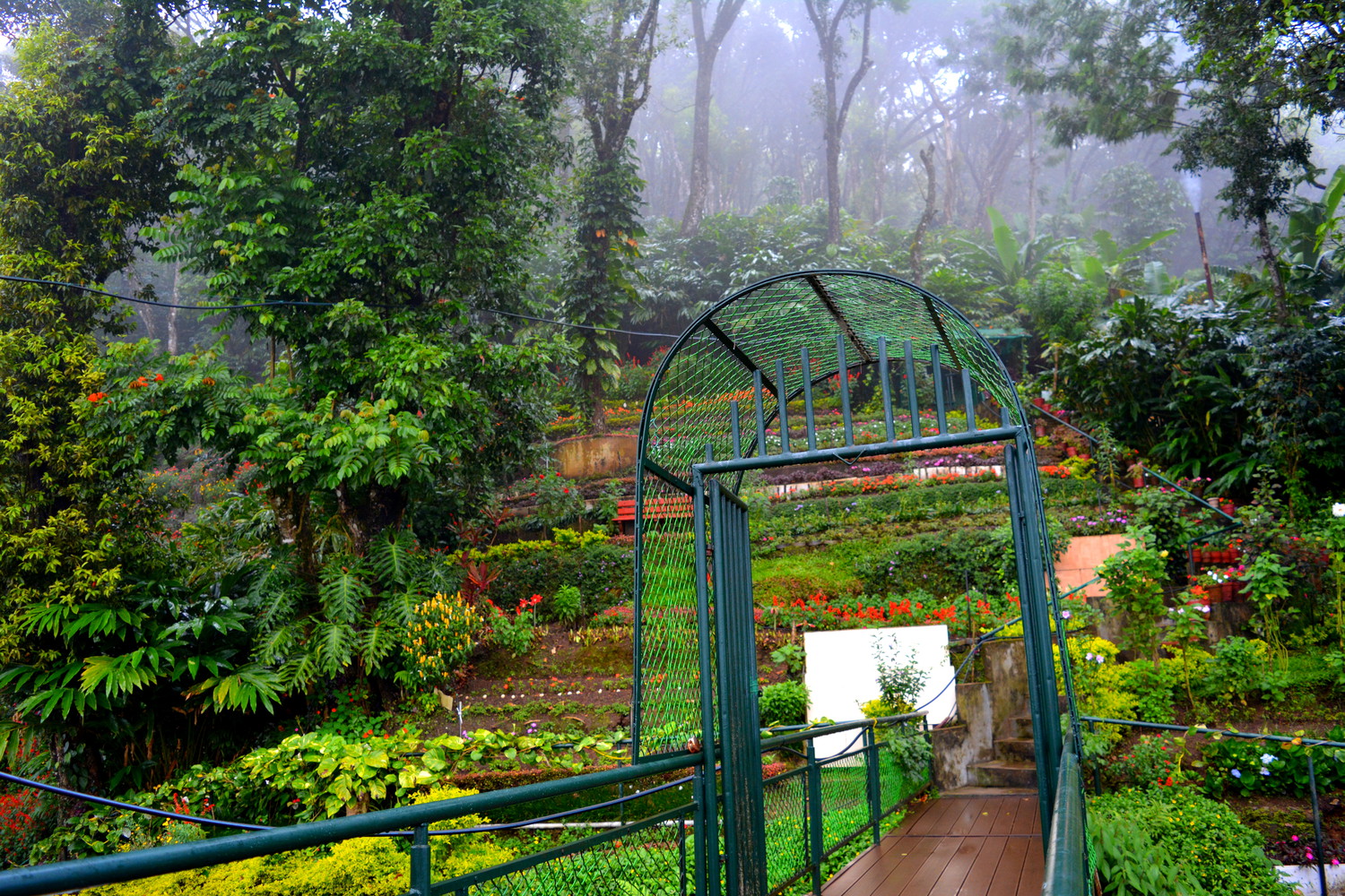 A garden of flowers at the bottom, tall trees covered in mist at the top, and a staircase to climb this garden along the slope of a hill
