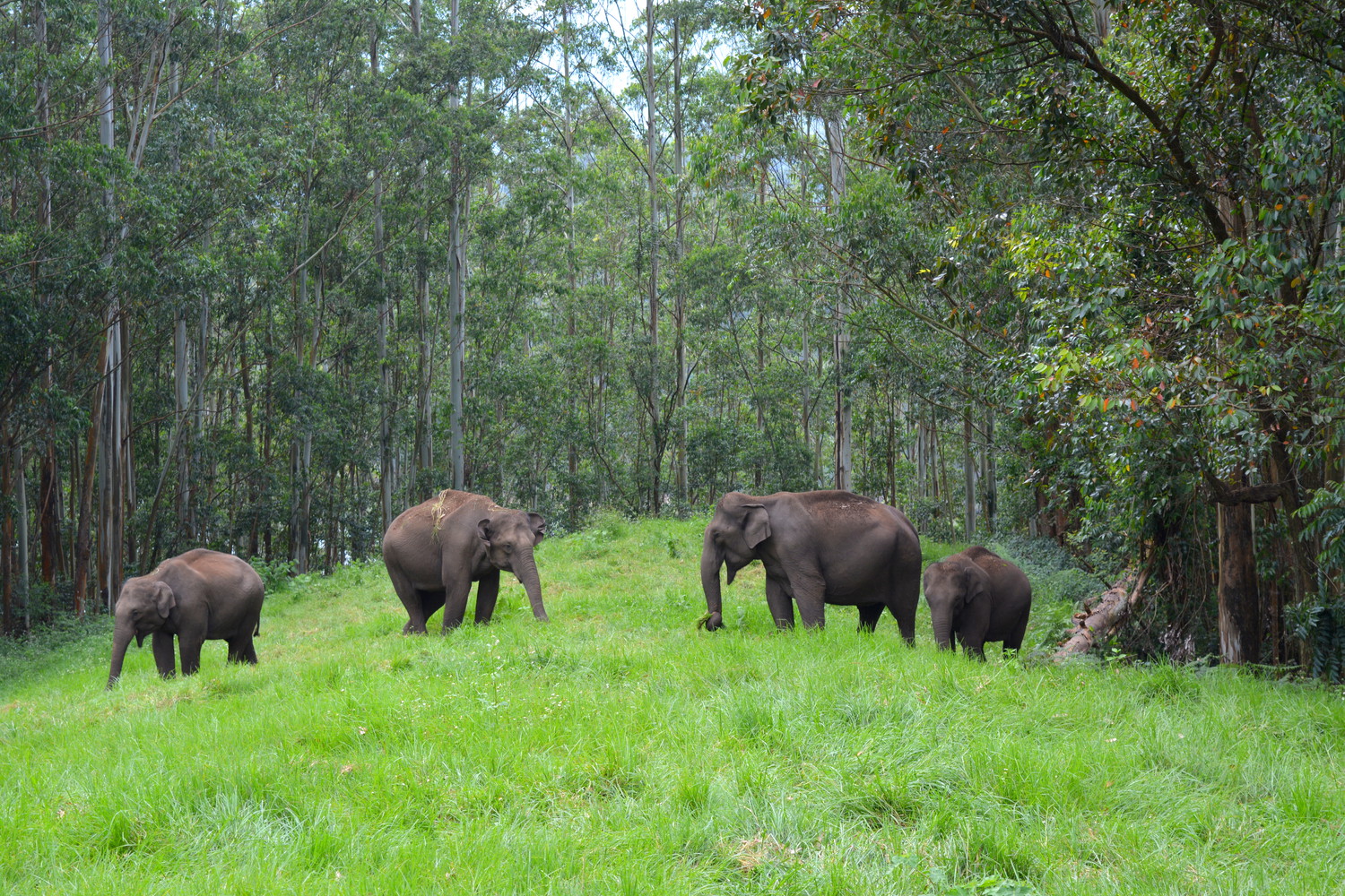 Four elephants grazing in a field surrounded by trees