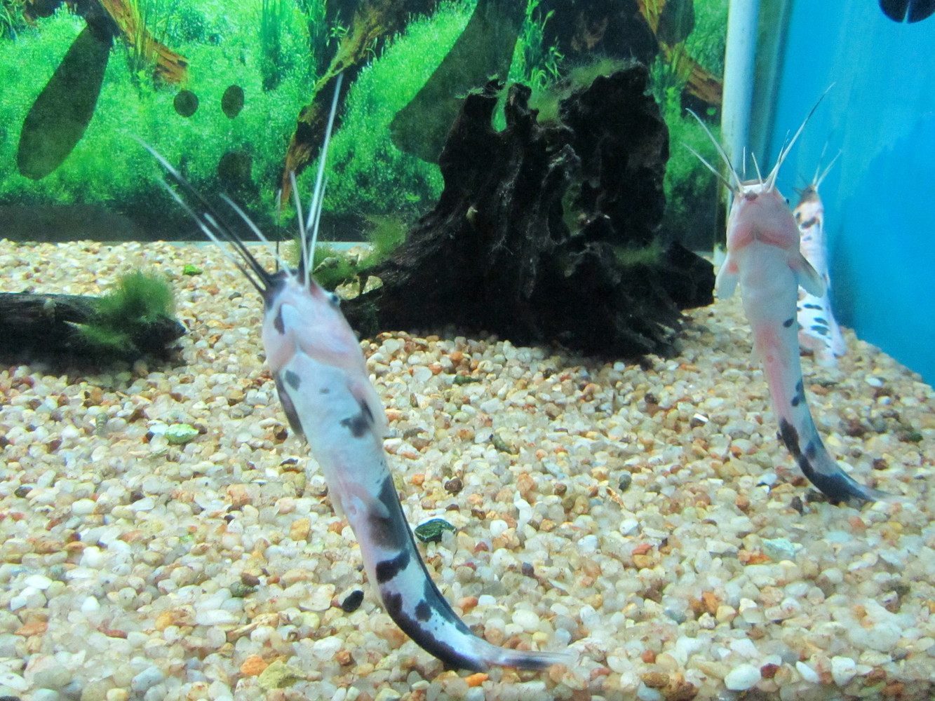 Three catfish in an aquarium with their barbels pointed up