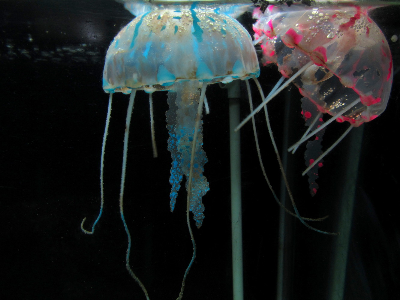 A blue and a pink jellyfish in an aquarium